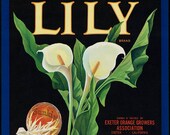 Lily Vintage Print California Oranges Fruit Crate Label Wall Art
