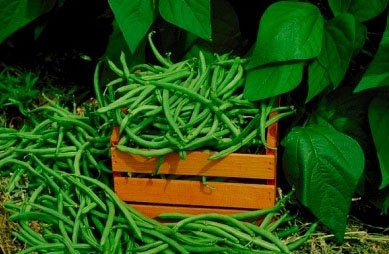 Organic Kentucky Wonder Pole Bean Heirloom Vegetable Seeds