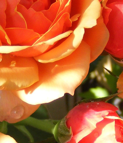 Roses "Morning"-Matted and Ready to Frame-Original Photography of Peach Rose
