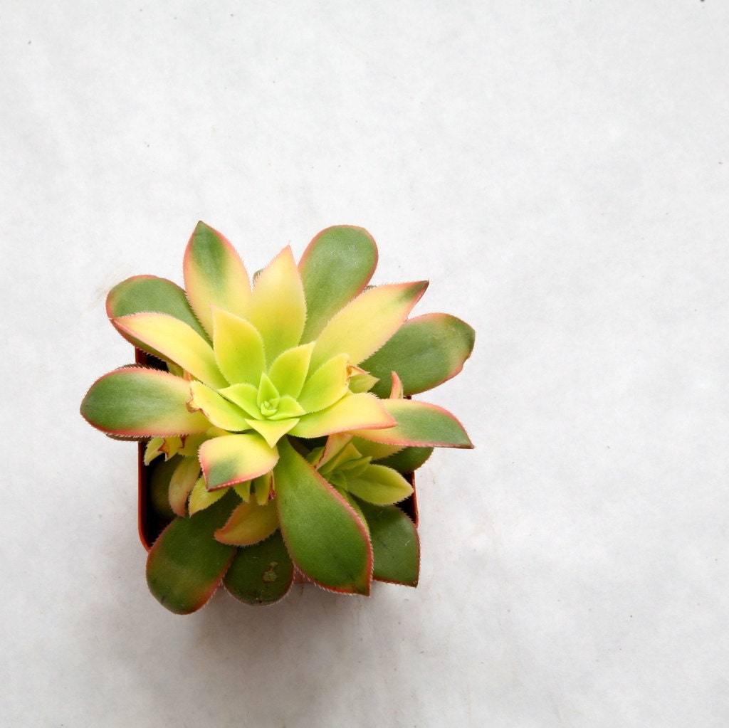 Tricolor Aeonium - shrub forming succulent in yellow, green, pink