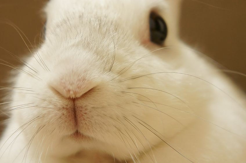 Bunny Rabbit Treats--All-Natural Organics--From True Treats Pet Bakery-FREE SHIPPING