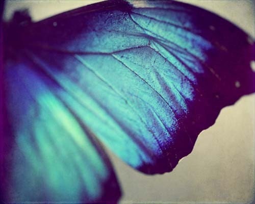 Black and Blue Wing - Fine Art Butterfly Photograph Print - 8x10 Metallic - vivid teal and turqoise  - dreamt elitett spring