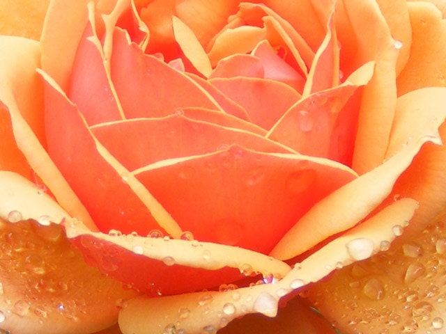 Peach Rose-Matted and Ready to Frame-Original Photography