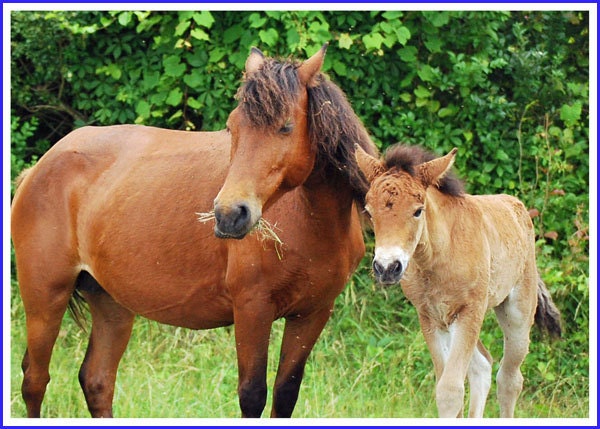 Chincoteague Ponies Photo Greeting/Note Card