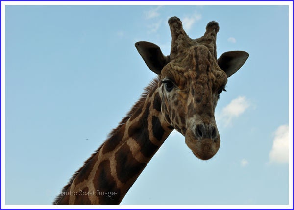 Giraffe Photo Greeting/Note Card
