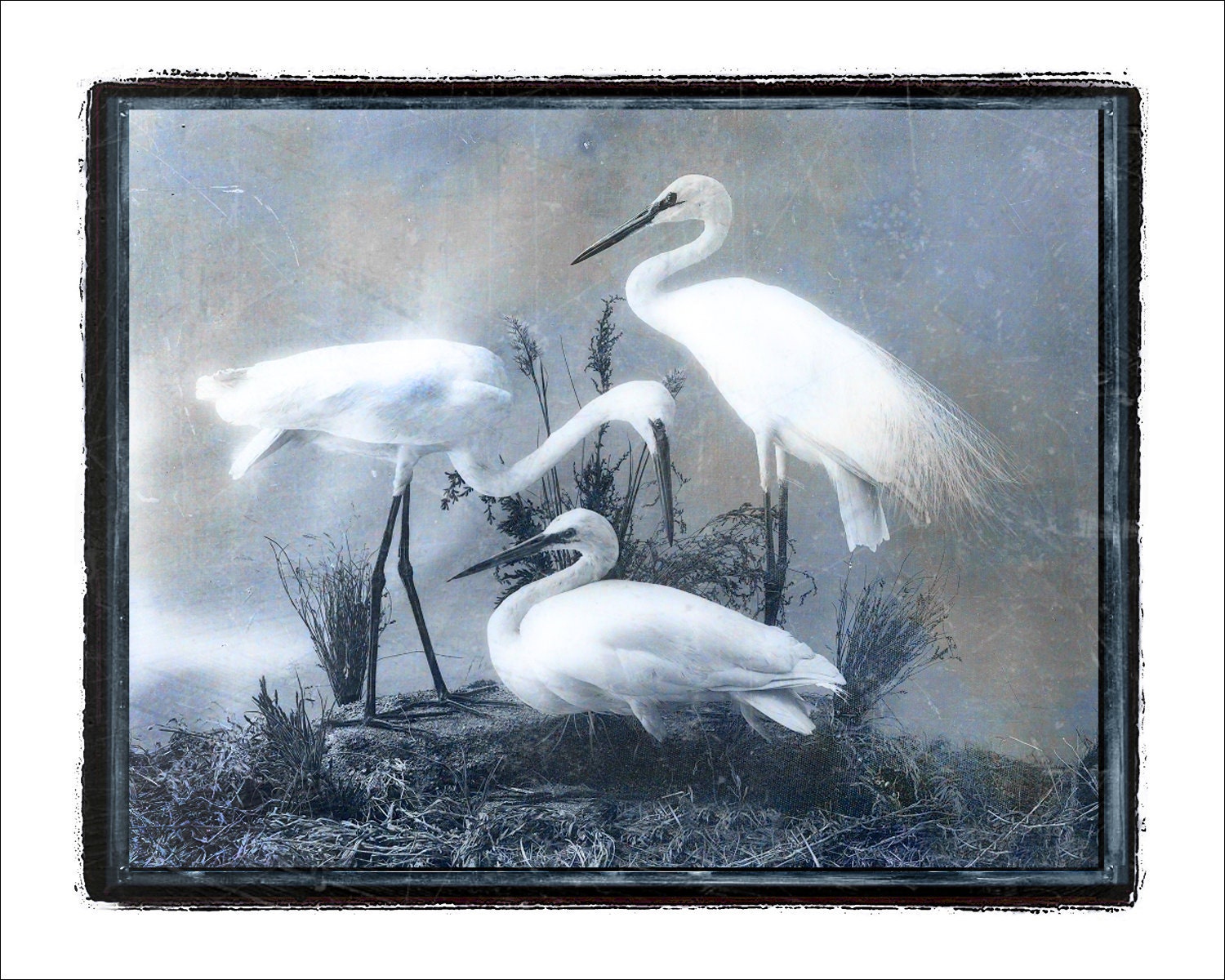 Birds - White Cranes Fine Art Print