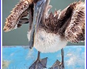Young Pelican Photo Greeting/Note Card