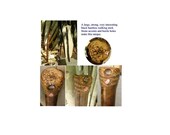 Bamboo Beetle Walking Stick