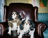 one of a kind warm wool dog coat