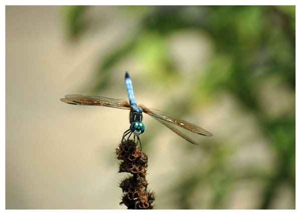 Dragonfly Nature Photo Greeting/Note Card