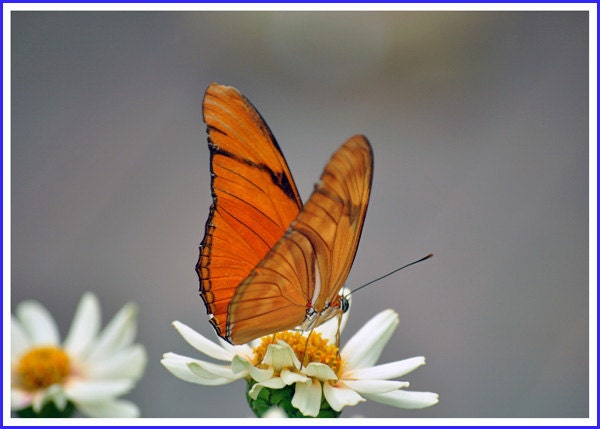 Julia Longwing Butterfly Nature Photo Greeting/Note Card