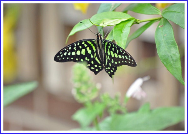 Tailed Jay Butterfly Nature Photo Greeting/Note Card