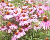 Plentiful-Matted and Ready to Frame-Original Photograph of Pink Coneflowers