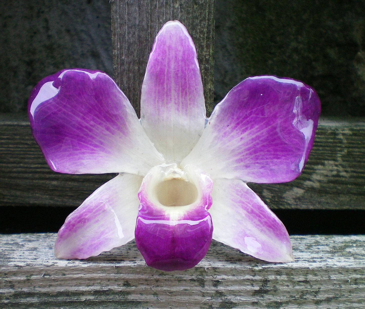 REAL Natural Magenta Purple and Cream ORCHID Pin and Pendant