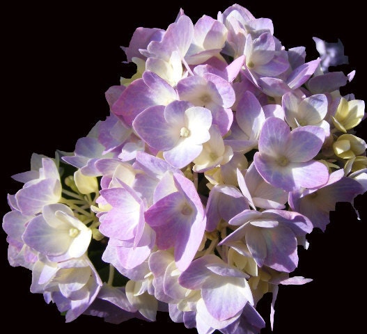Hydrangea "Simple Beauty" Matted and Ready to Frame-Original Photograph of Purple Hydrangea