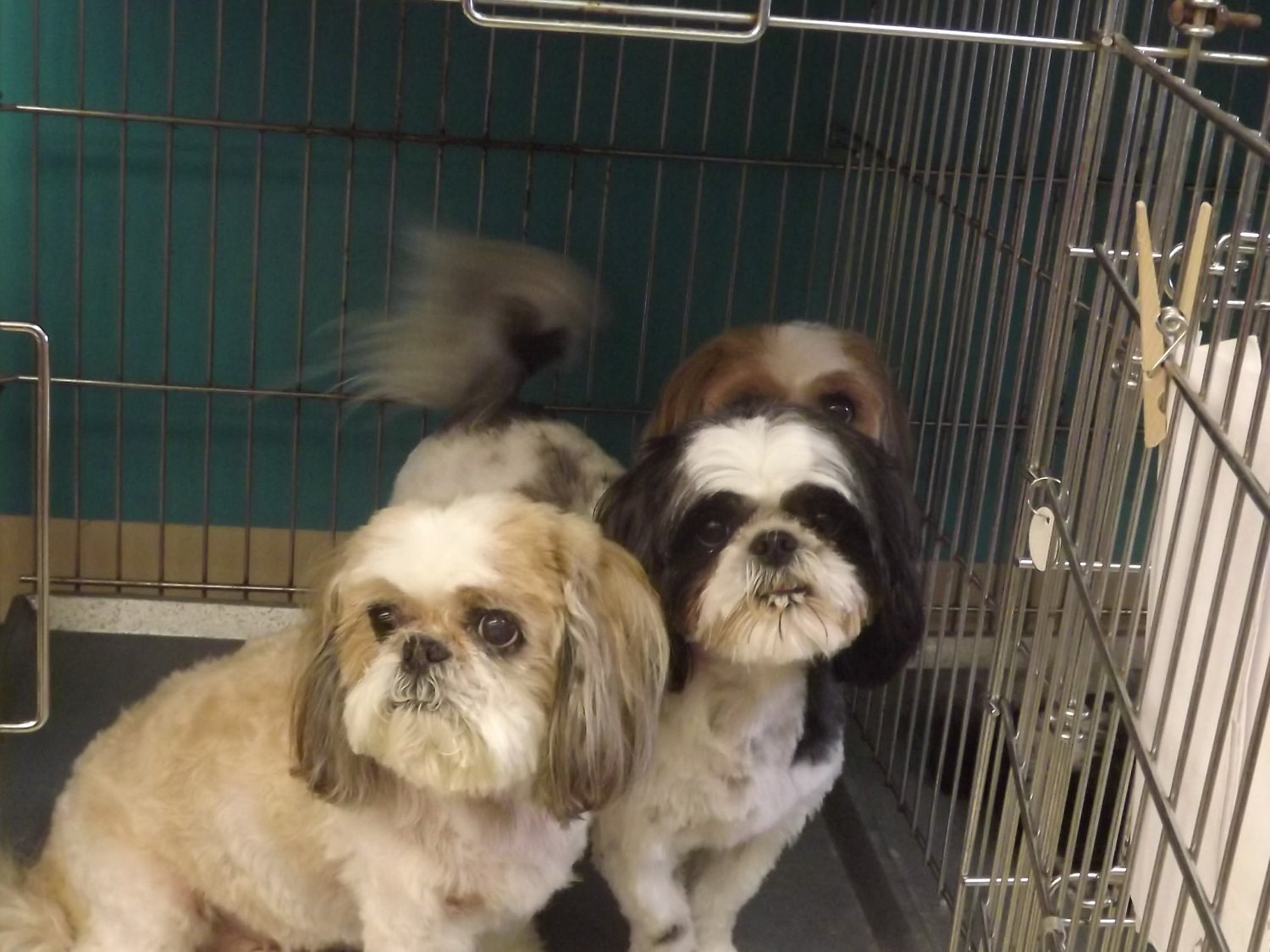 Jakes K9 Bakery Plus Guide to starting a Grooming salon at home