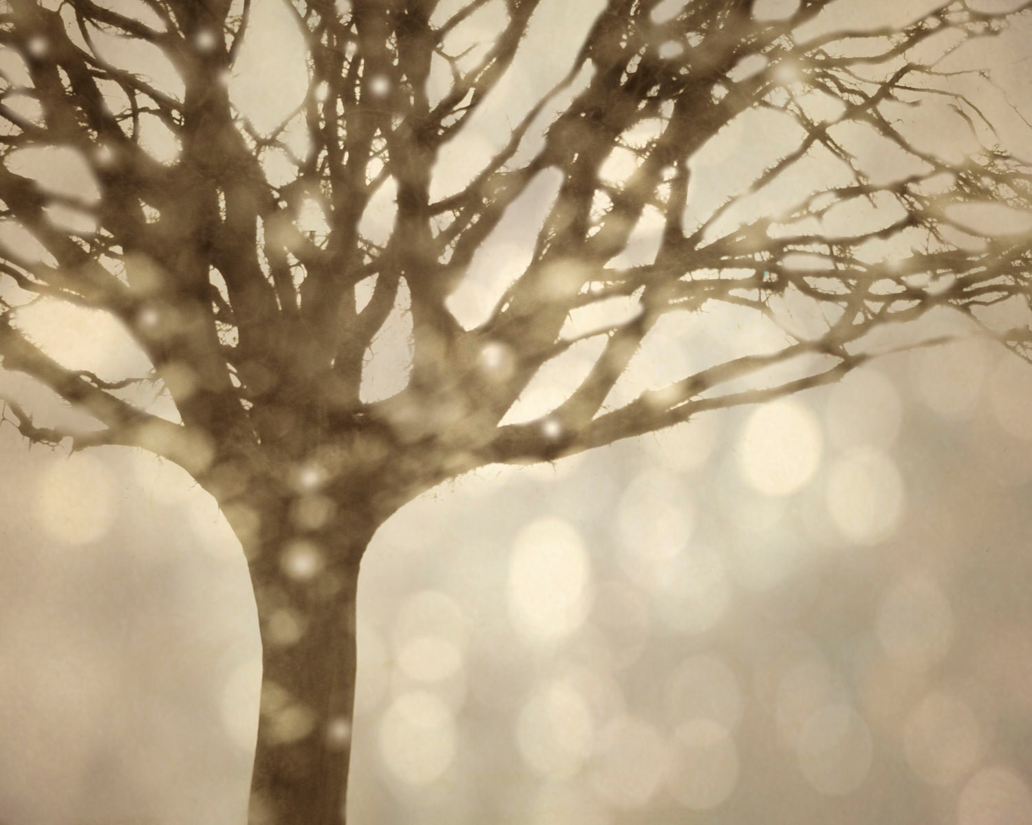 Snow Bokeh Autumn Lights Dreamy Beige Tan Tree 8x10 Photography Print - LTphotographs