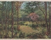 Where Wood Nymphs Play, Hidden Forest, Nantucket post card. Gardiner, PHOSTINT