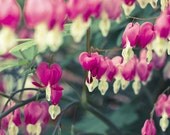 Pink Flower Photo, Teal and Pink Art Print, A Branch Apart, Bleeding Hearts, Spring, Pink Bathroom Art, FPOE, wall decor photo