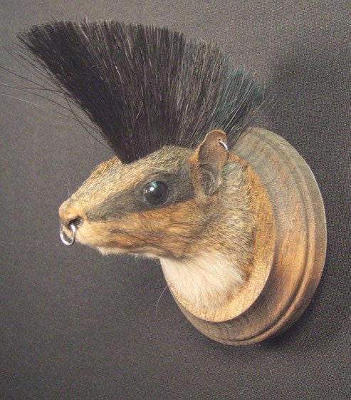 PUNK ROCK SQUIRREL real animal novelty mount rogue taxidermy sculpture