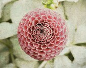 flower photo,dahlia flower,fine art photography print,shabby chic decor,cottage home wall art,pink and mint,rustic pale print