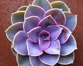 Succulent Plant - Purple Echeveria