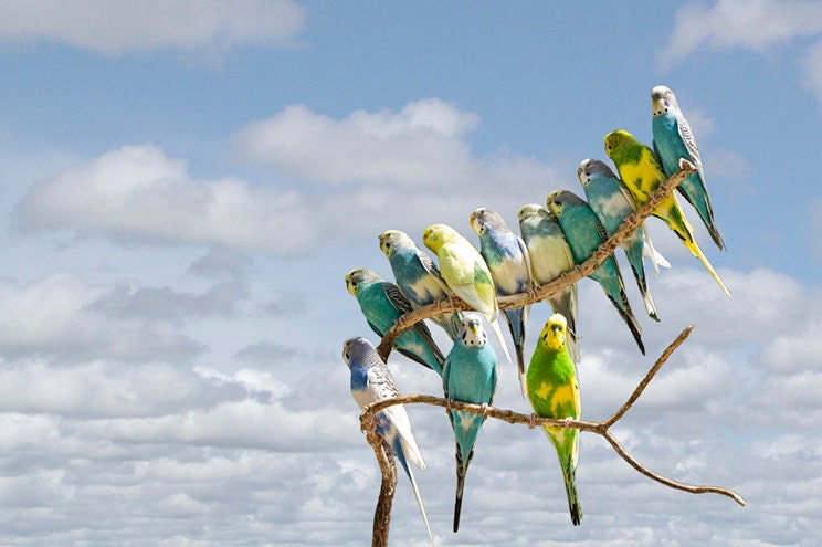 Parakeets perched on a limb - A Fine Art Photograph, Number 416