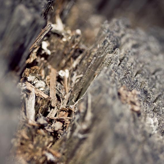 Close-up wood shavings, tree stump, 4x4 print, nature photography, brown and grey decor. Free domestic shipping.