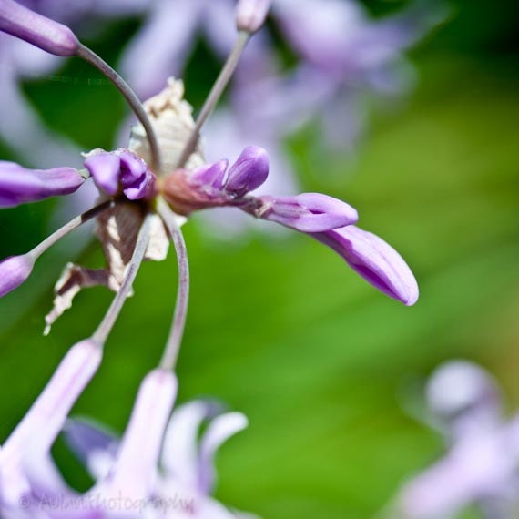 Agapanthus art, 4x4 print, flower picture, purple and green decor, close-up, pretty. Free domestic shipping.