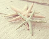 pastel starfish photo beach cottage shabby chic decor soft dreamy sea stars pale pink mint buttercream - TheGinghamOwl pastel starfish photo beach cottage shabby chic decor soft dreamy sea stars pale pink mint buttercream - TheGinghamOwl