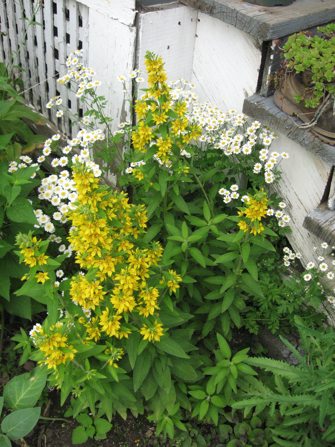 1 live plant, YELLOW GARDEN LOOSESTRIFE, ole time garden plant
