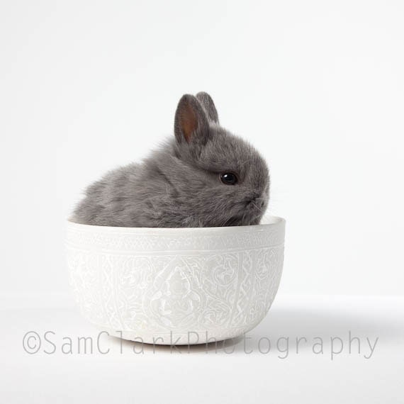 Bunny Rabbit Photo Nursery Art, Pet Portrait - Front Page, 'Baby BUNNY in a Bowl' cute baby rabbit, small animal, 10x10 photo, grey, white - samclarkphotography