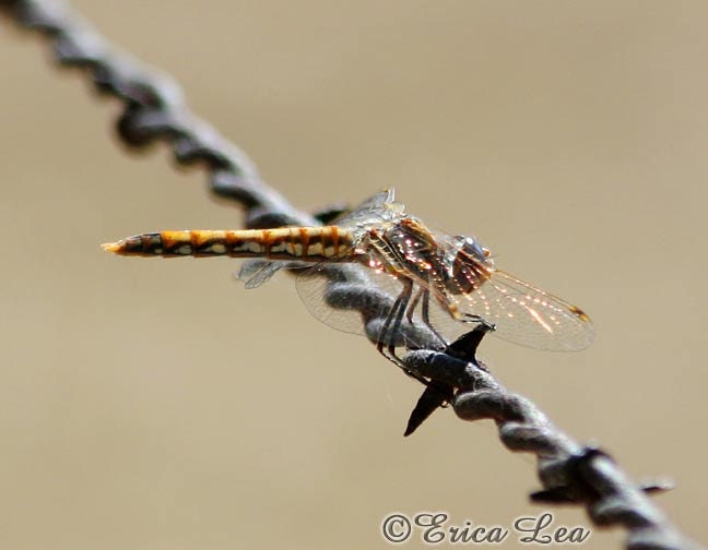 Tan Dragonfly Print Dragon fly Photo on Barbed Wire Rustic Home Decor 5x7 Fine Art Print - NatureVisionsToo
