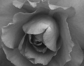 A  Rose - Fine Art Photography