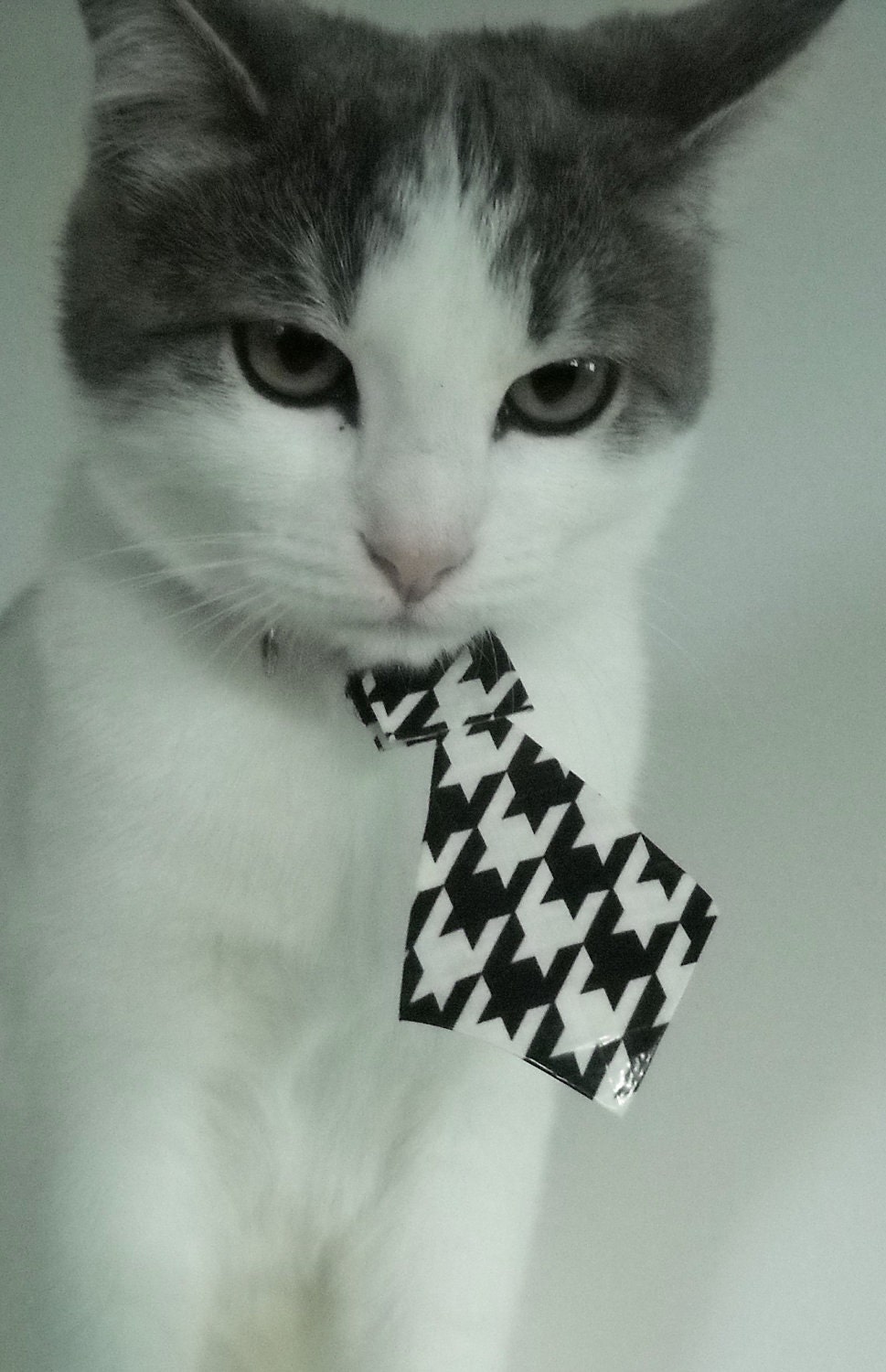 Black and White  Cat Tie
