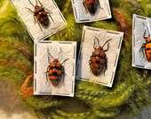 OVERSTOCK: 5 Hemipterids from Java
