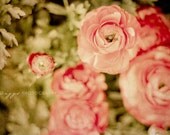 BOGO SALE - Flower Photography - Strawberry Flavour 8x12 Original Fine Art Photograph - spring flower, ranunculus, green, pink, texture