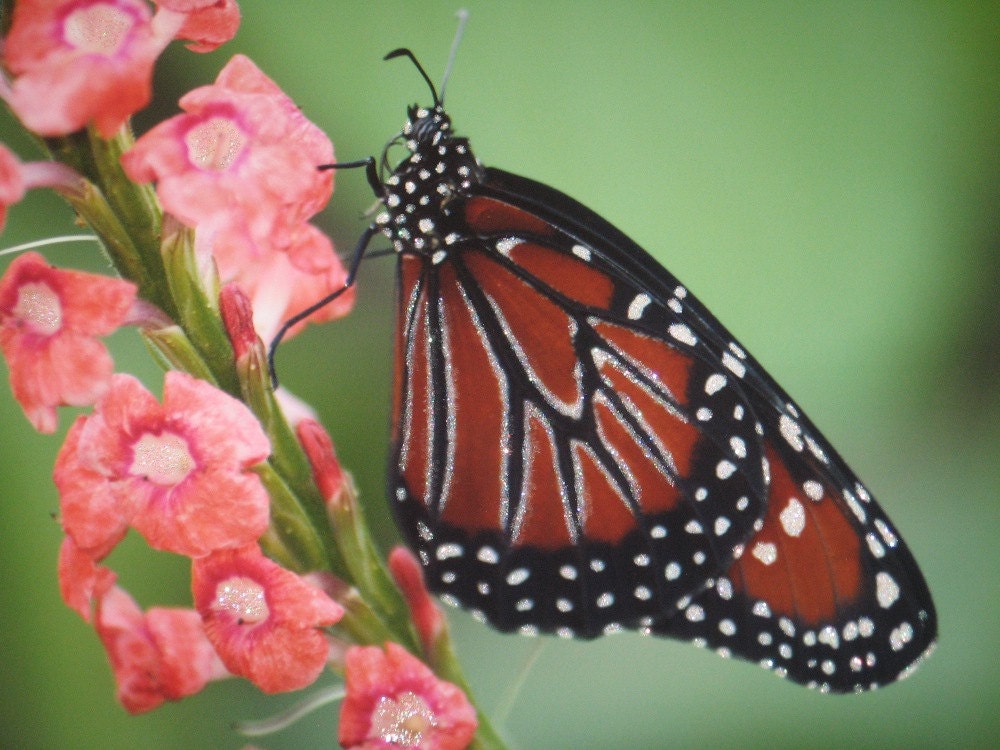 Monarch Butterfly Fine Art Photograph Print Glossy