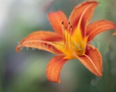 Orange lily flower bursting close-up photograph II 8 x 10