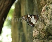 Brown and white butterfly sitting on grey speckled rock, tree bark in background photograph 8 x 10