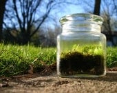 Moss Terrarium, Fathers day, Woodland, Indoor Garden, Green, Nature - 8daysOfTreasures