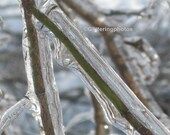 Ice Incrusted Tree Branch Fine Art Photograph Print Glossy 8 x 10
