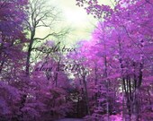 The Purple Trees Original Photography by Alura