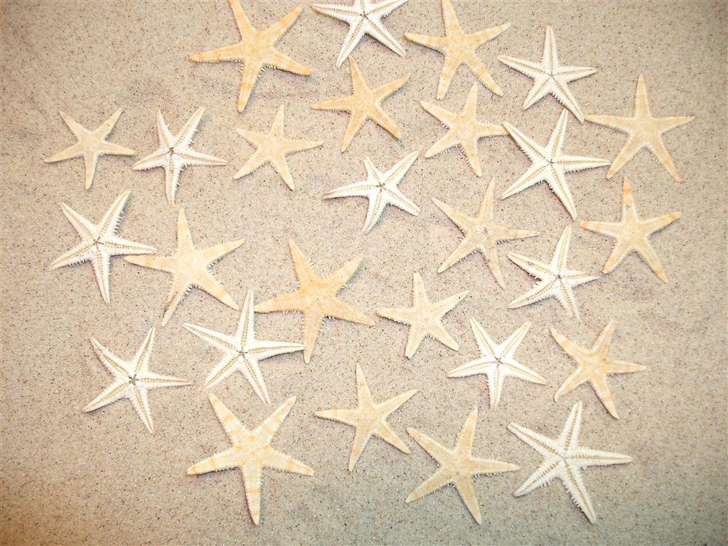 Seeing Stars -  Grouping Of 25 Natural Mini Starfish