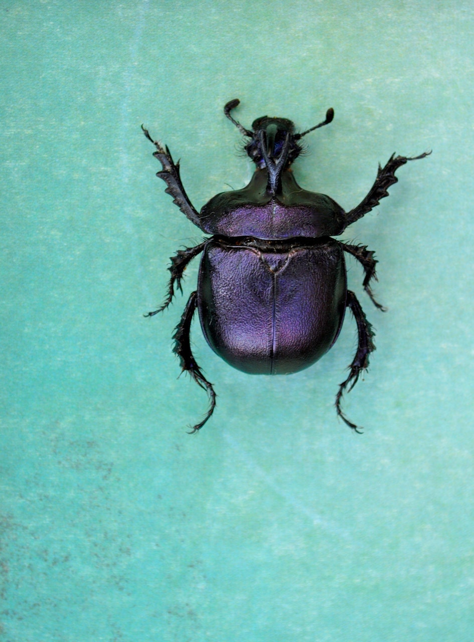 Royal Purple Scarab Beetle Display  OOAK