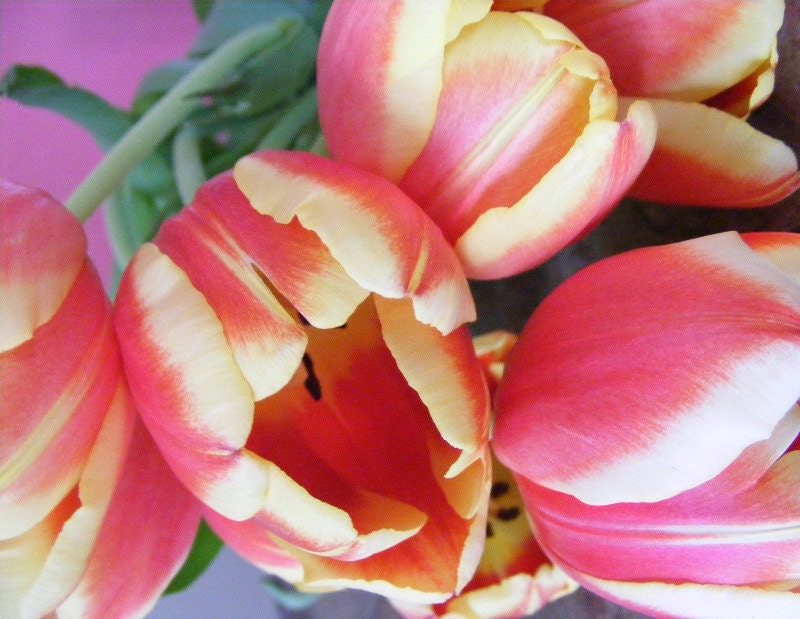 Tulips-Matted and Ready to Frame-Original Photography
