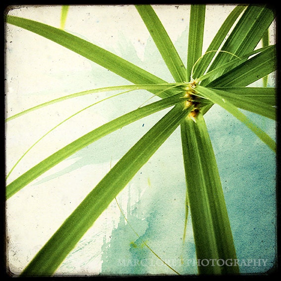 Papyrus - 8x8 Fine Art Print - TTV Photography - Etsy Wall Art - TFTeam Happy Mother's Day