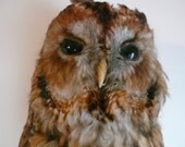 Antique Taxidermy Tawny Owl Number 1 - Huge Beautiful Bird