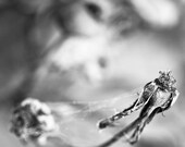 Black and white 4x4, decaying nature photography, print. Free domestic shipping.