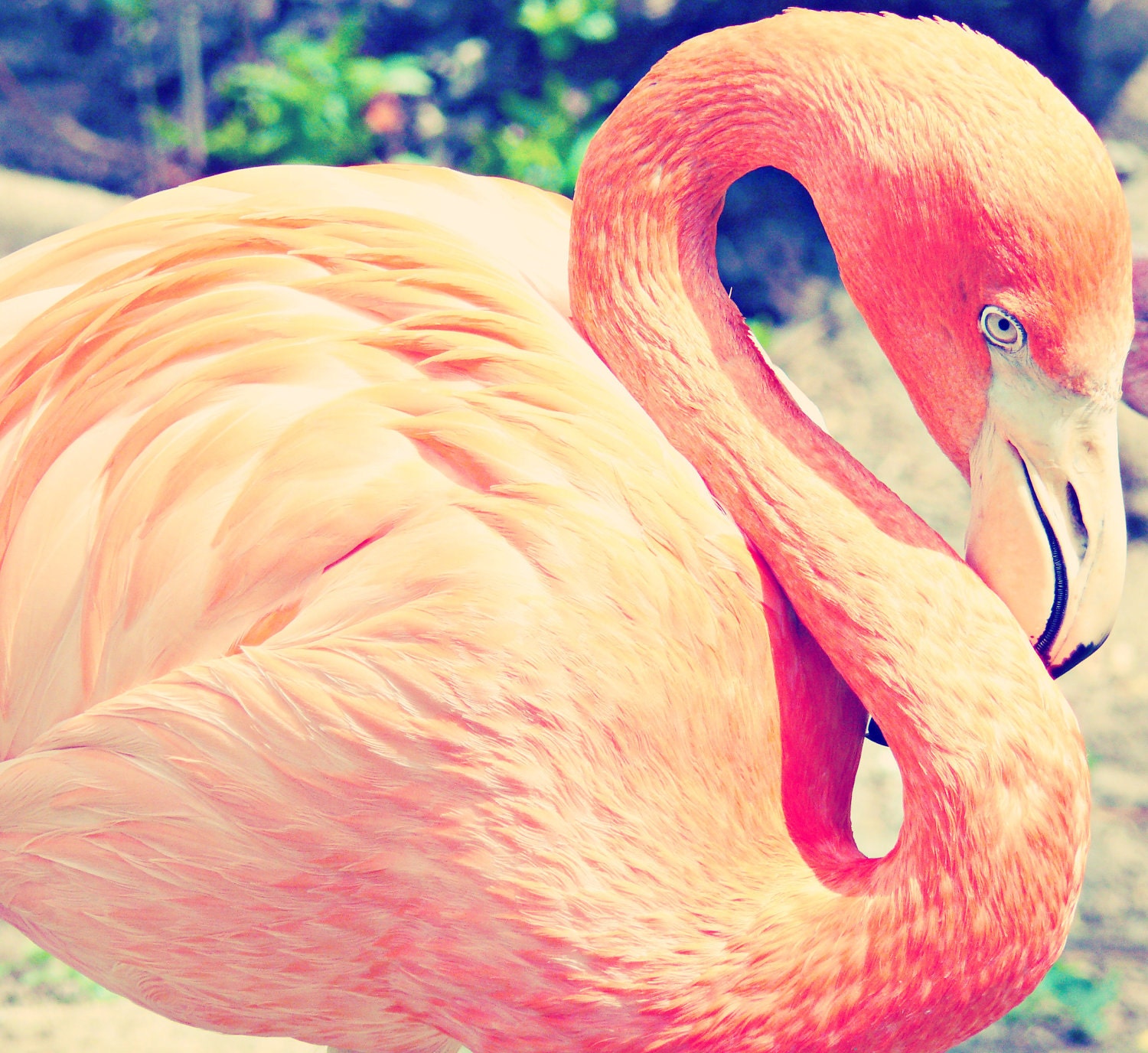 Pink Flamingo Print - Macro Bird Photograph - Fine Art Print - Nursery Wall Art 5x7 - Flamingo Photo